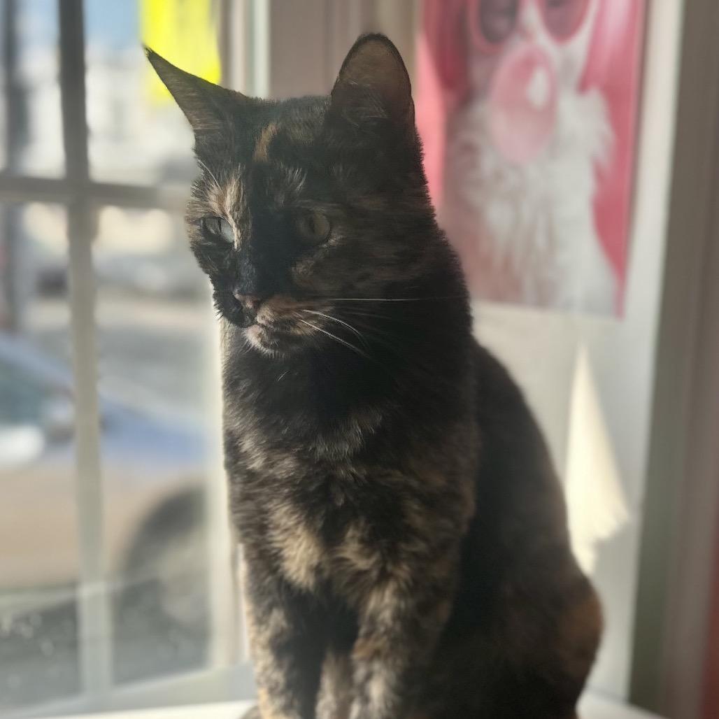 Enlarge Pebbles, a Adoptable Domestic Short Hair in Philadelphia, PA image 5/6