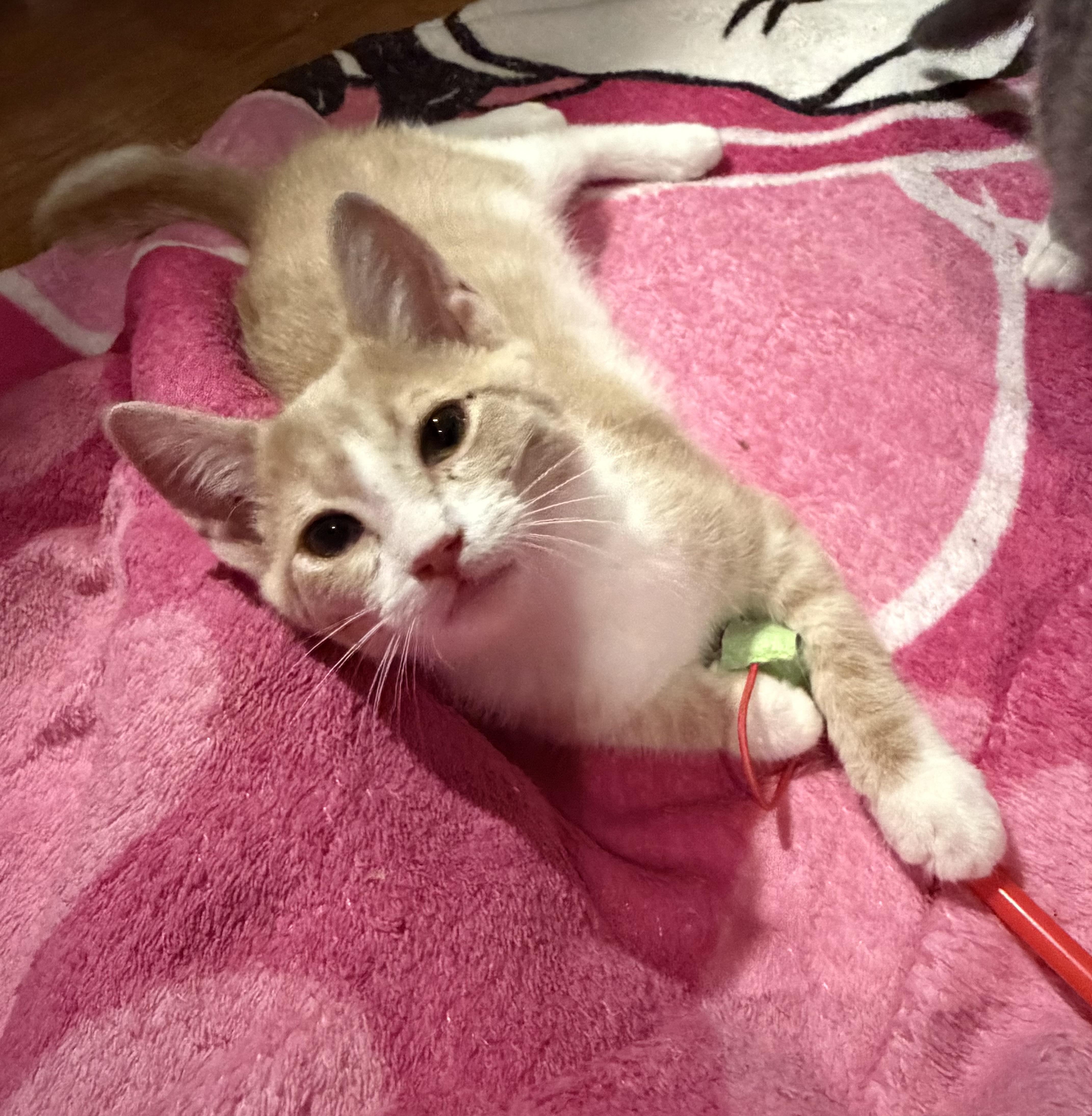 Buffy, ADOPTABLE, Kitten Female Domestic Short Hair.