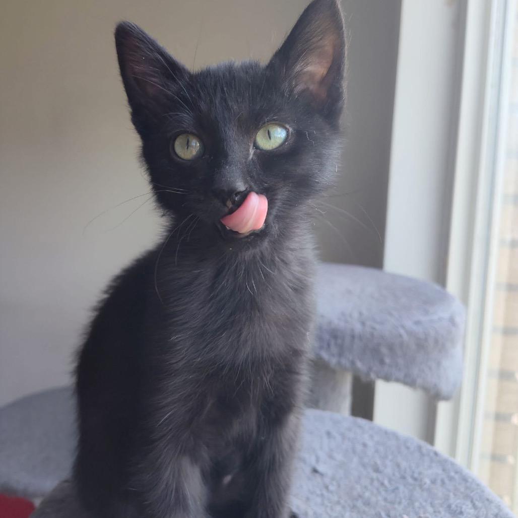 Fava, Adoptable, Kitten Male Domestic Short Hair.