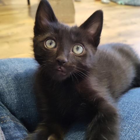 Fava, a Adoptable Domestic Short Hair in Bountiful, UT image 2/3