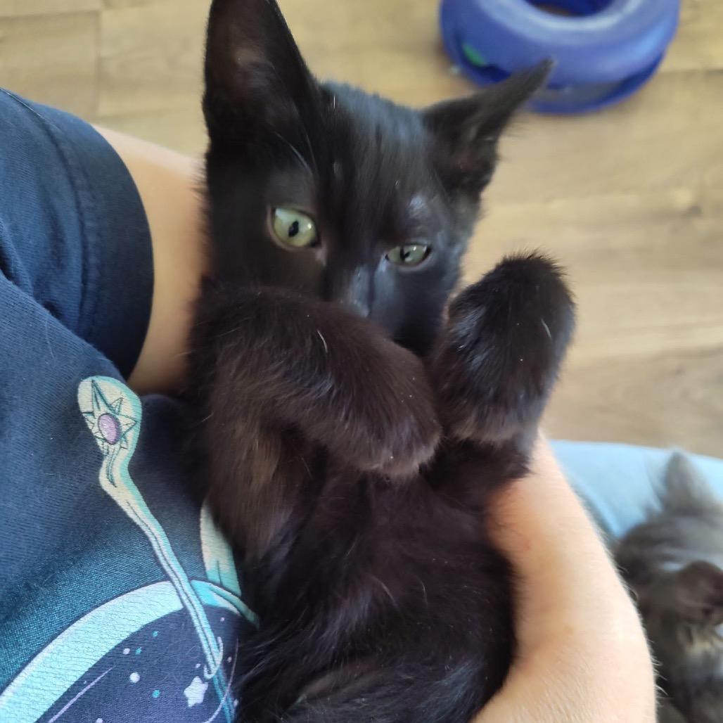 Fava, a Adoptable Domestic Short Hair in Bountiful, UT image 3/3