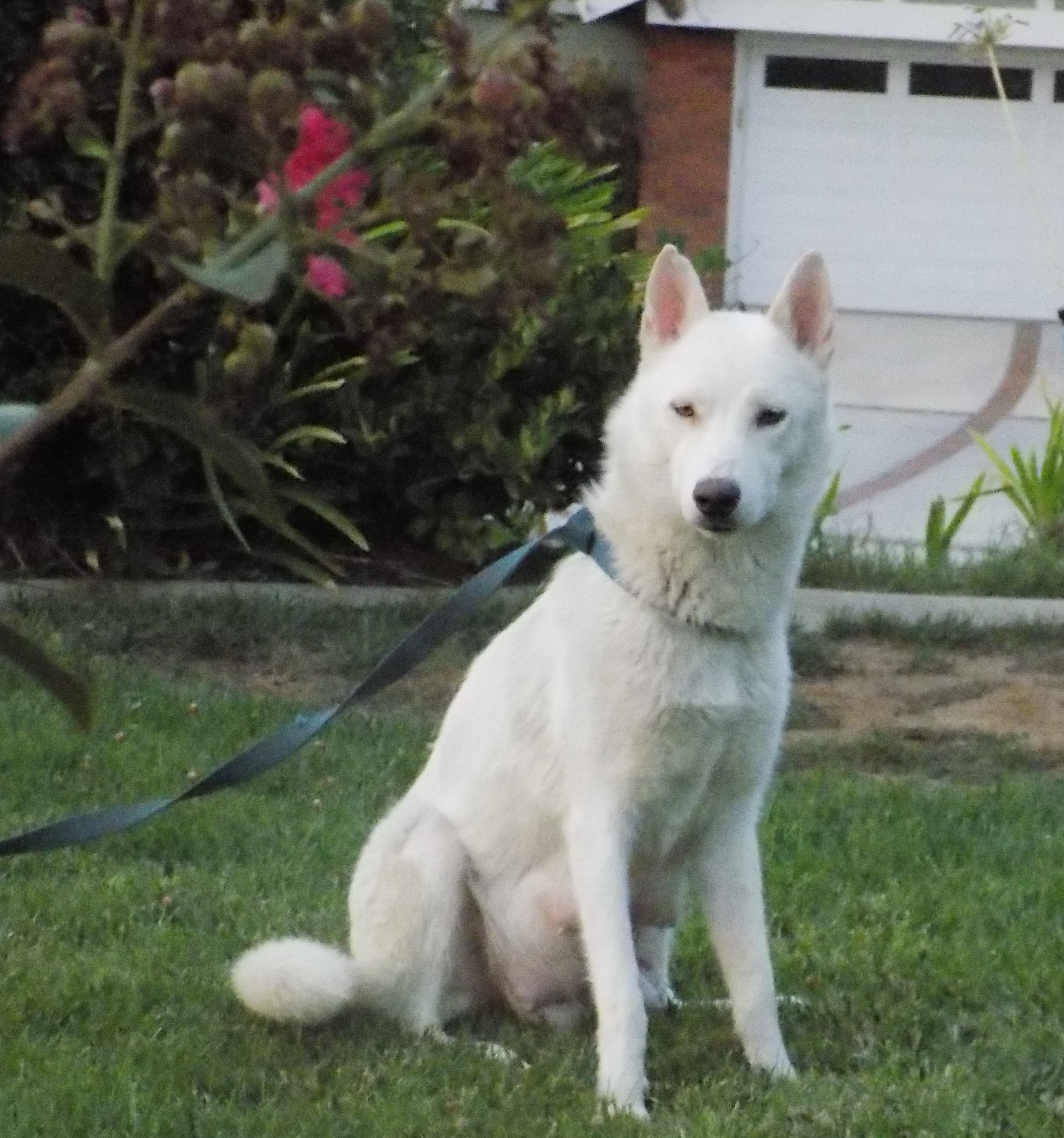 MAMA LUNA, a Adoptable Siberian Husky in Valencia, CA image 1/10