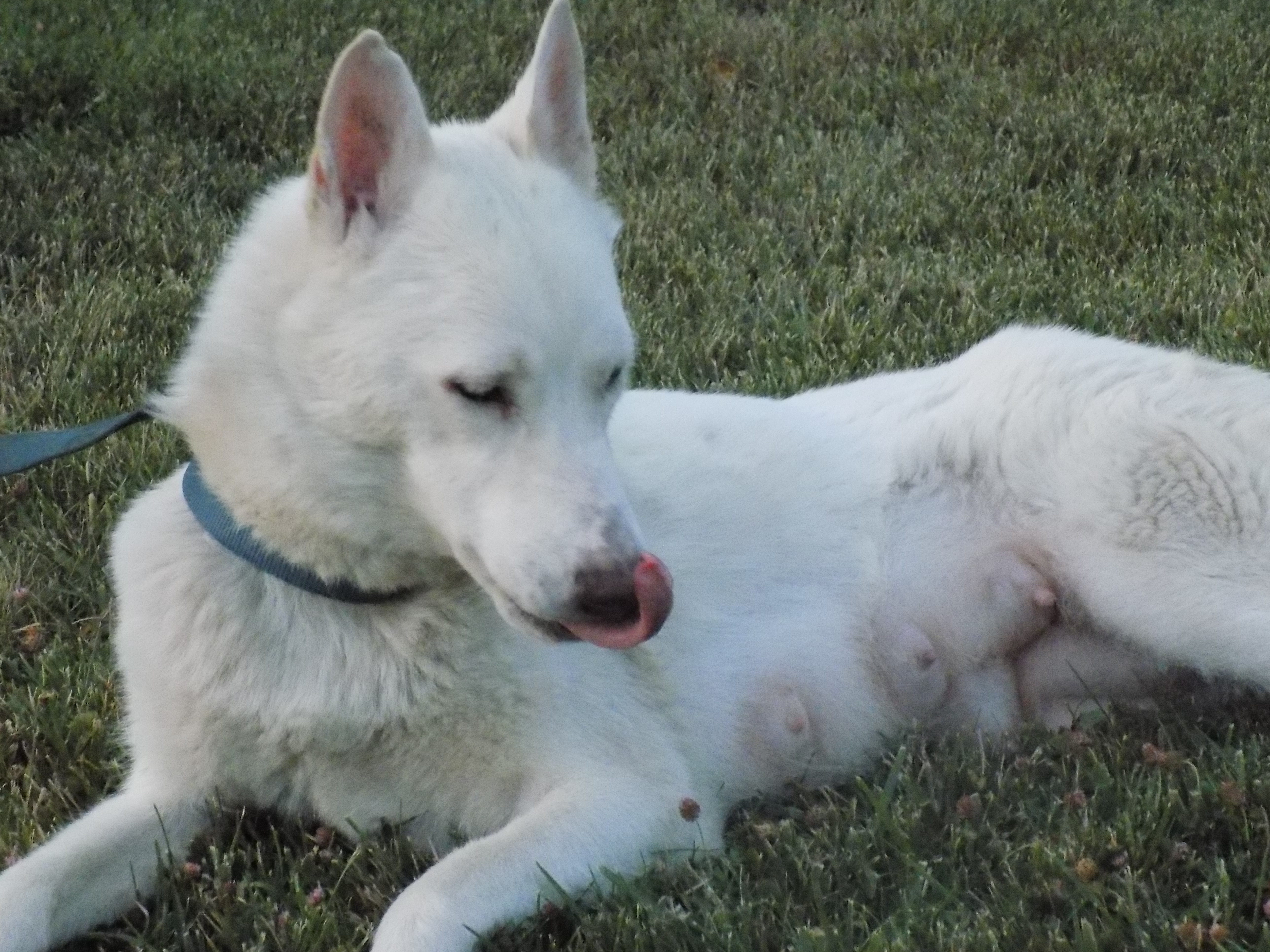 MAMA LUNA, a Adoptable Siberian Husky in Valencia, CA image 2/10