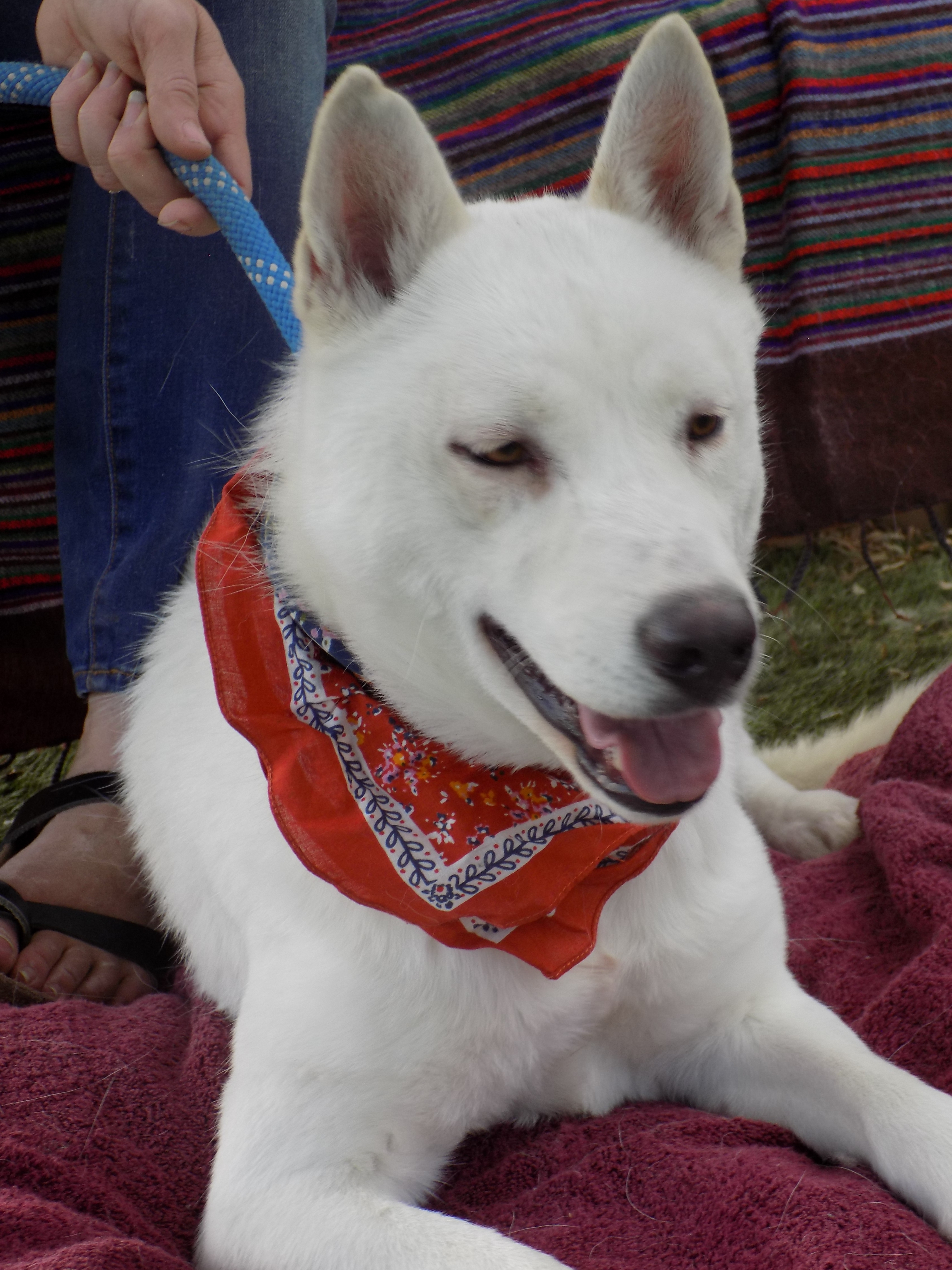 MAMA LUNA, a Adoptable Siberian Husky in Valencia, CA image 3/10