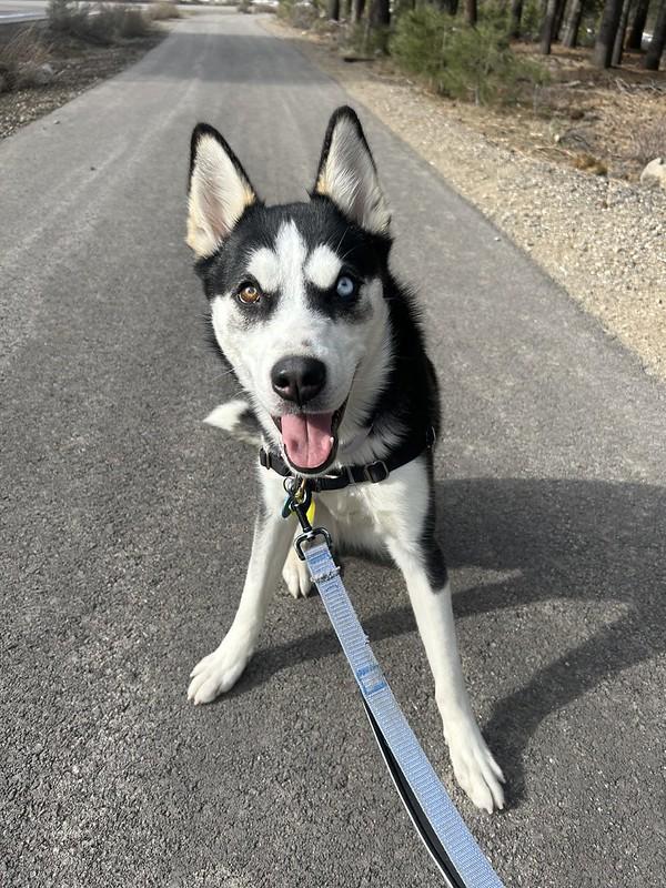 Enlarge Maria , an adopted Mixed Breed in Truckee, CA image 2/6