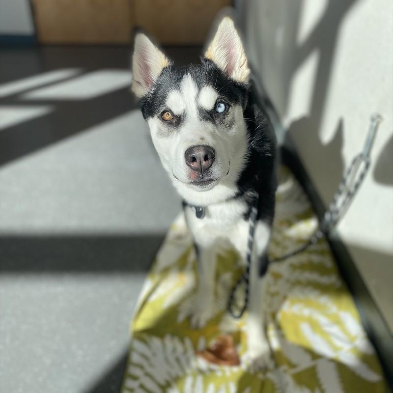 Enlarge Maria , an adopted Mixed Breed in Truckee, CA image 3/6