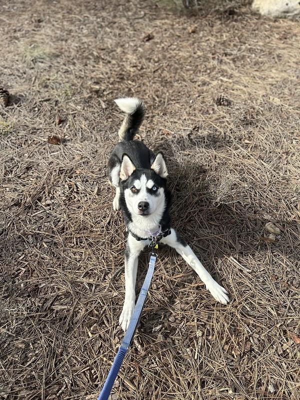 Enlarge Maria , an adopted Mixed Breed in Truckee, CA image 6/6