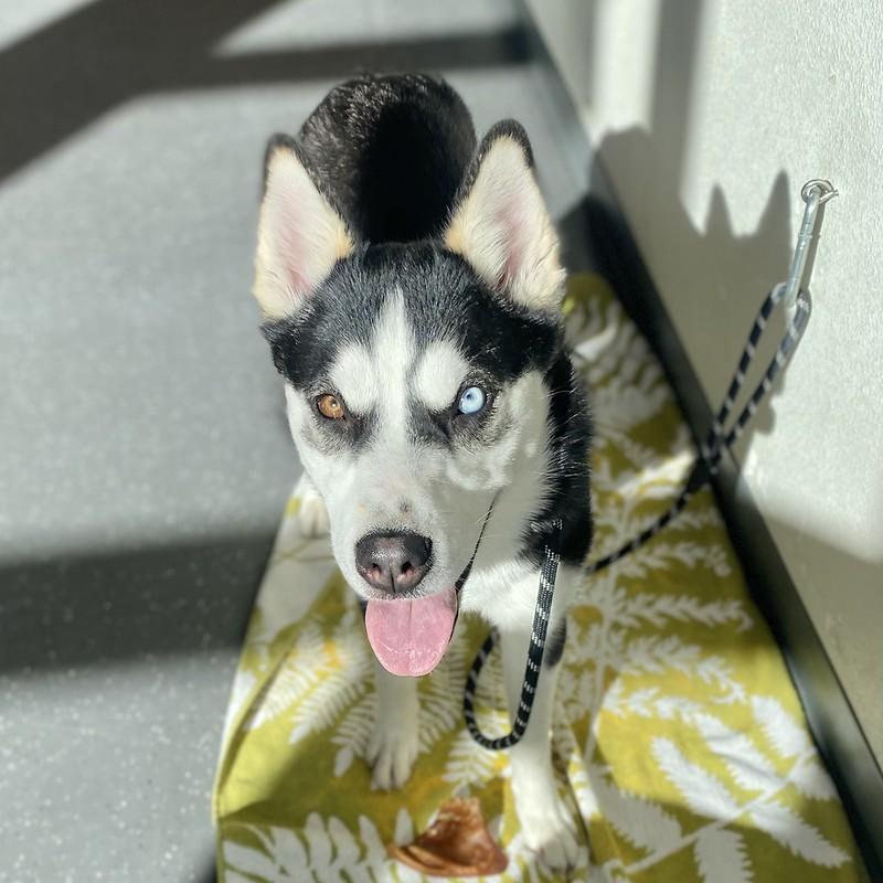 Enlarge Maria , an adopted Mixed Breed in Truckee, CA image 1/6