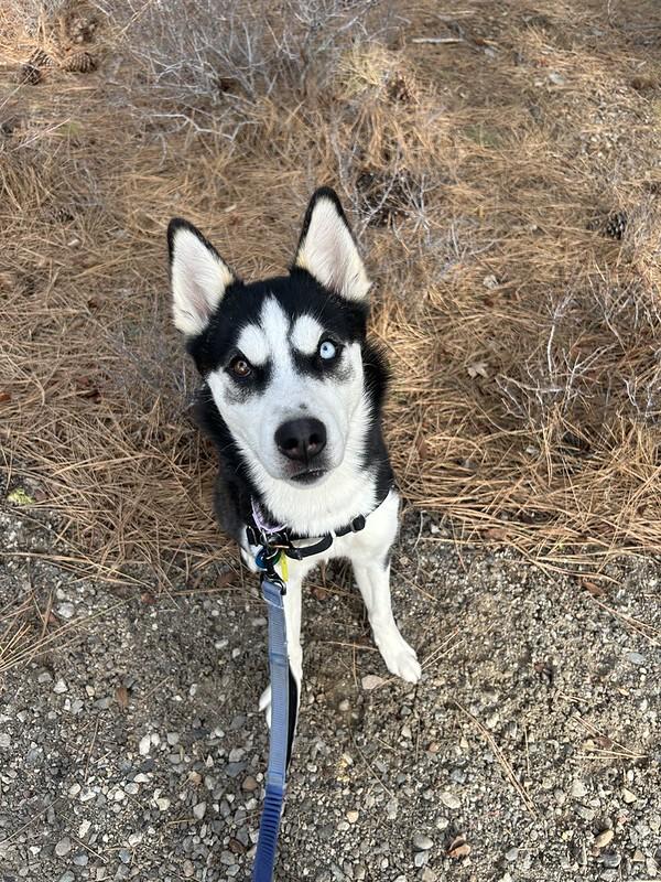 Enlarge Maria , an adopted Mixed Breed in Truckee, CA image 4/6