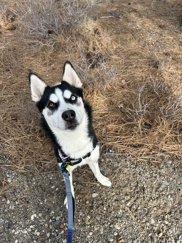 Enlarge Maria , an adopted Mixed Breed in Truckee, CA image 5/6