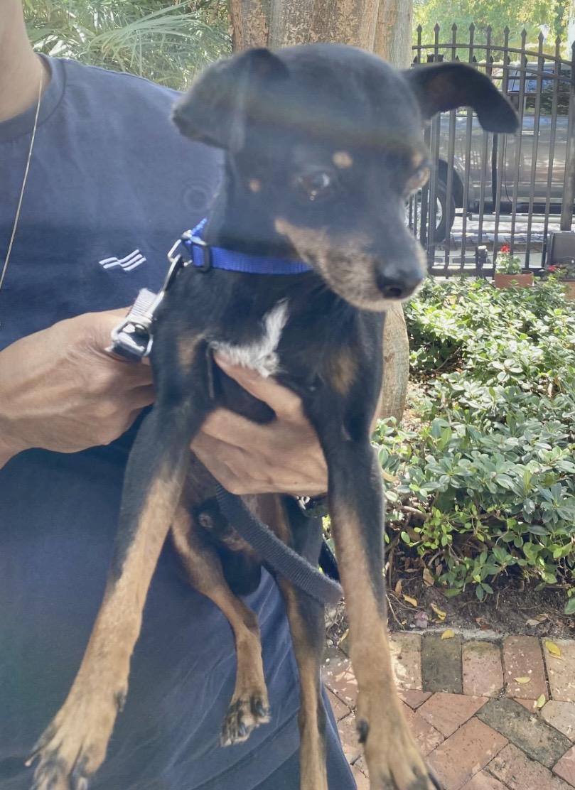 Baron, a ADOPTABLE Miniature Pinscher in Pinellas Park, FL image 2/2