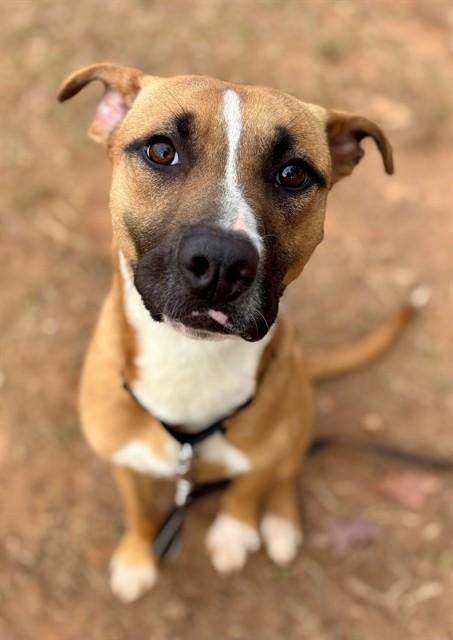 Enlarge PEPPERMINT PATTY, a Adoptable American Staffordshire Terrier in York, SC image 1/1