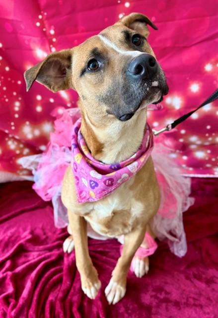 Enlarge PEPPERMINT PATTY, a Adoptable American Staffordshire Terrier in York, SC image 1/1