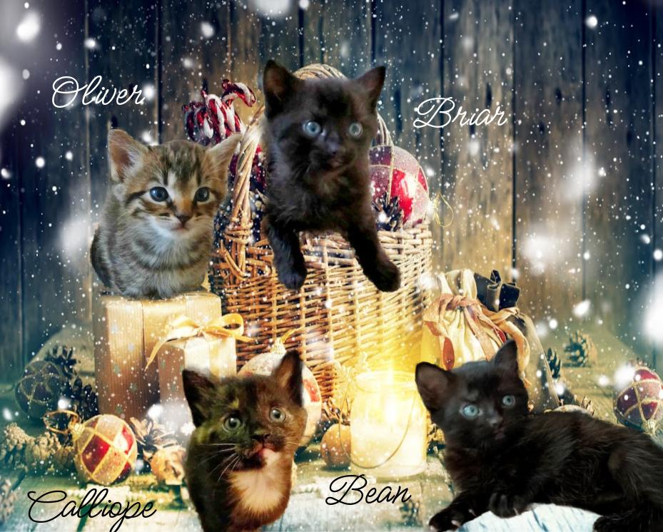 Enlarge Briar *kitten*, a Adoptable mixed breed in Culpeper, VA image 1/1