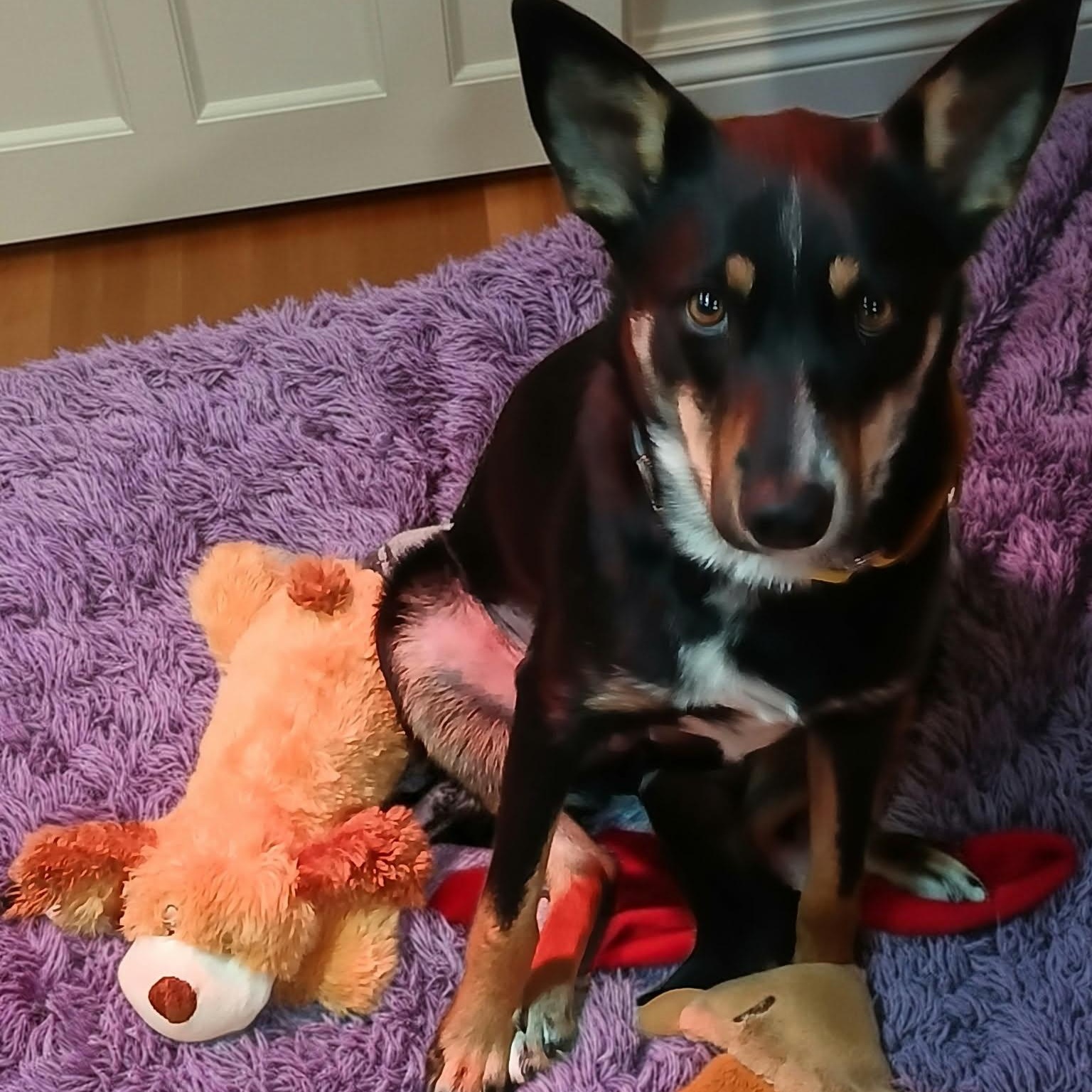 Enlarge Clover, a ADOPTABLE mixed breed in Hopkinton, MA image 5/6