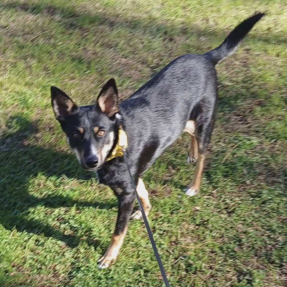 Enlarge Clover, a ADOPTABLE mixed breed in Hopkinton, MA image 6/6