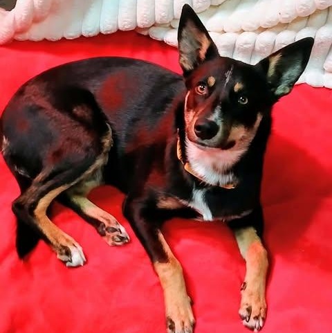 Clover, ADOPTABLE, Young Female Shepherd.