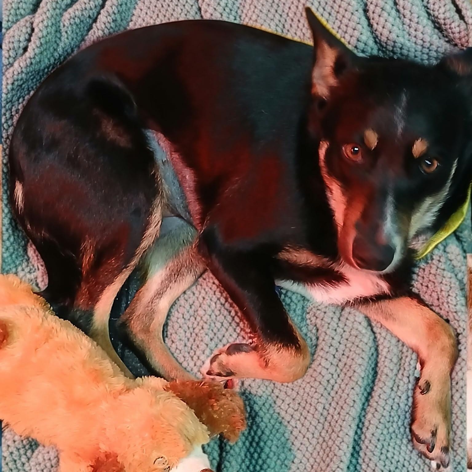 Enlarge Clover, a ADOPTABLE mixed breed in Hopkinton, MA image 4/6