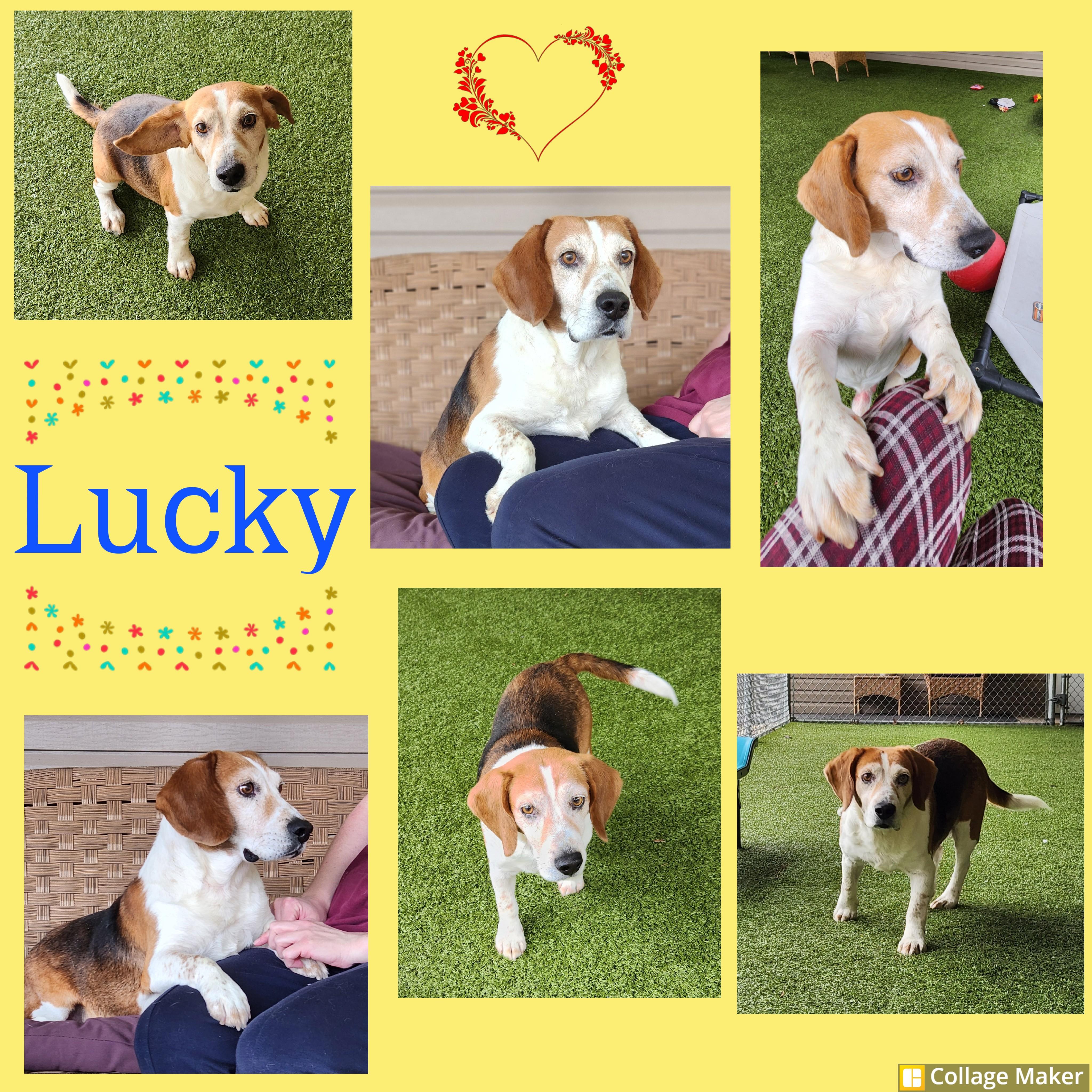Enlarge Lucky, a ADOPTABLE mixed breed in Clearfield, PA image 1/1
