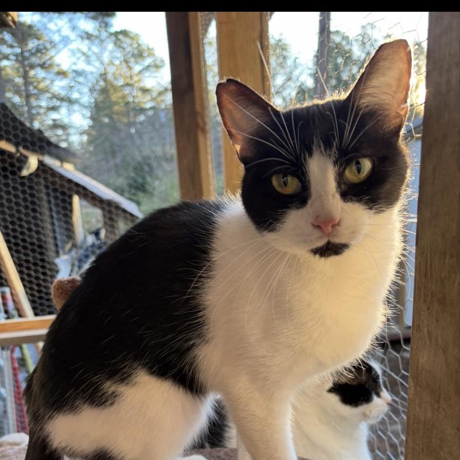 Luna, Adoptable, Young Female American Shorthair.