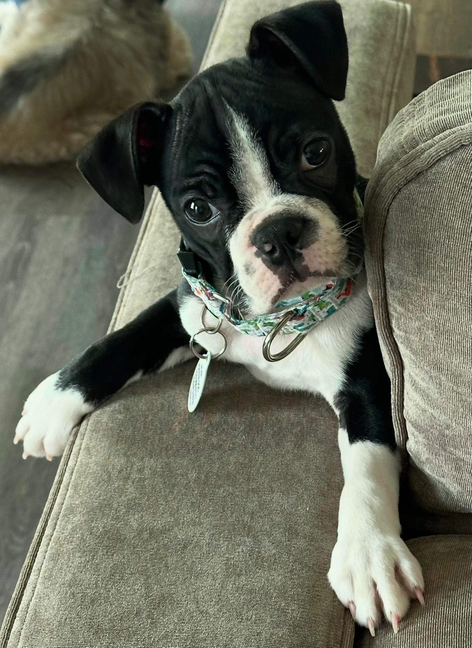 Winston, Adopted, Puppy Male Boston Terrier.
