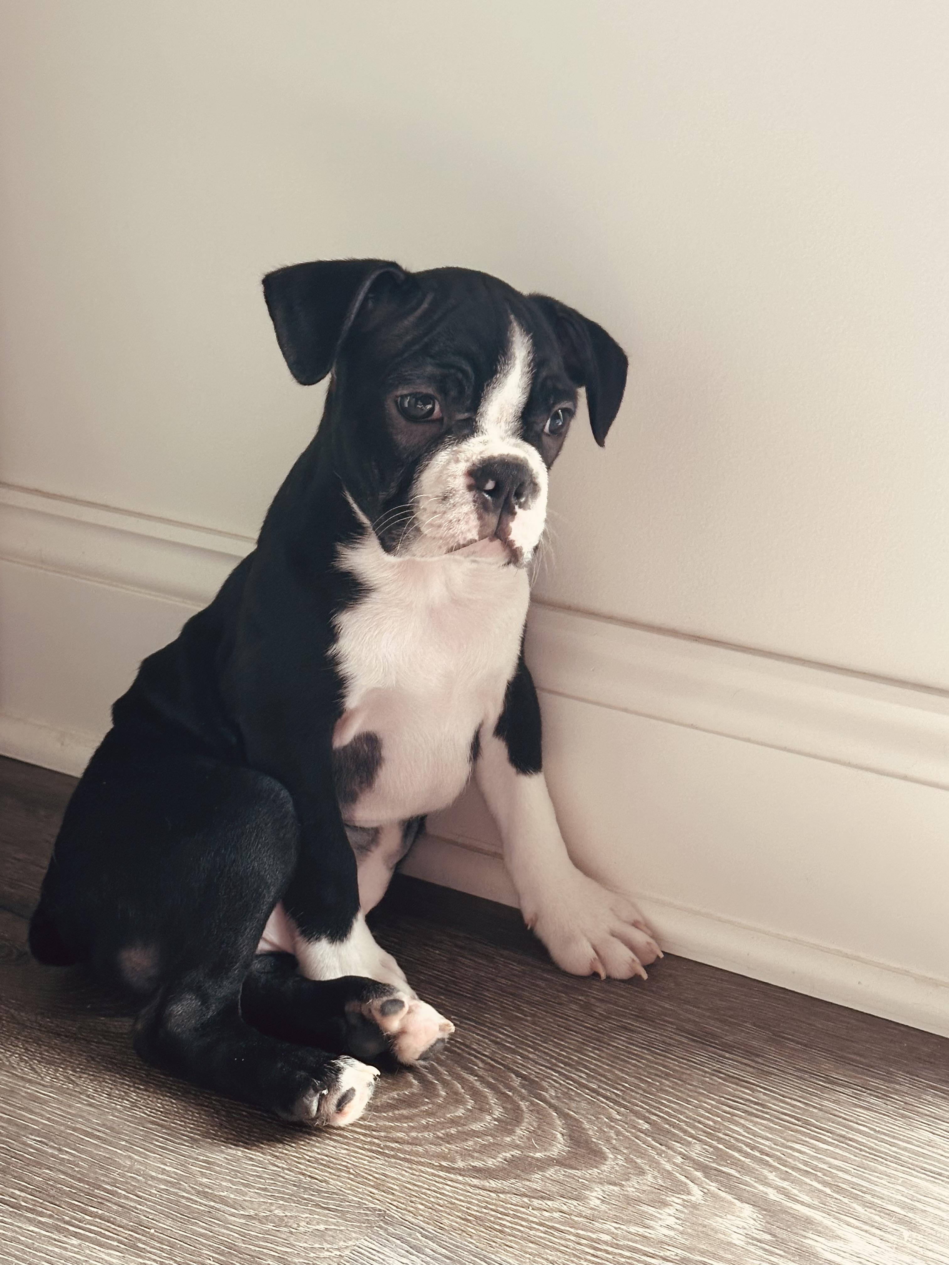 Winston, a Adopted Boston Terrier in Akron, NY image 4/5