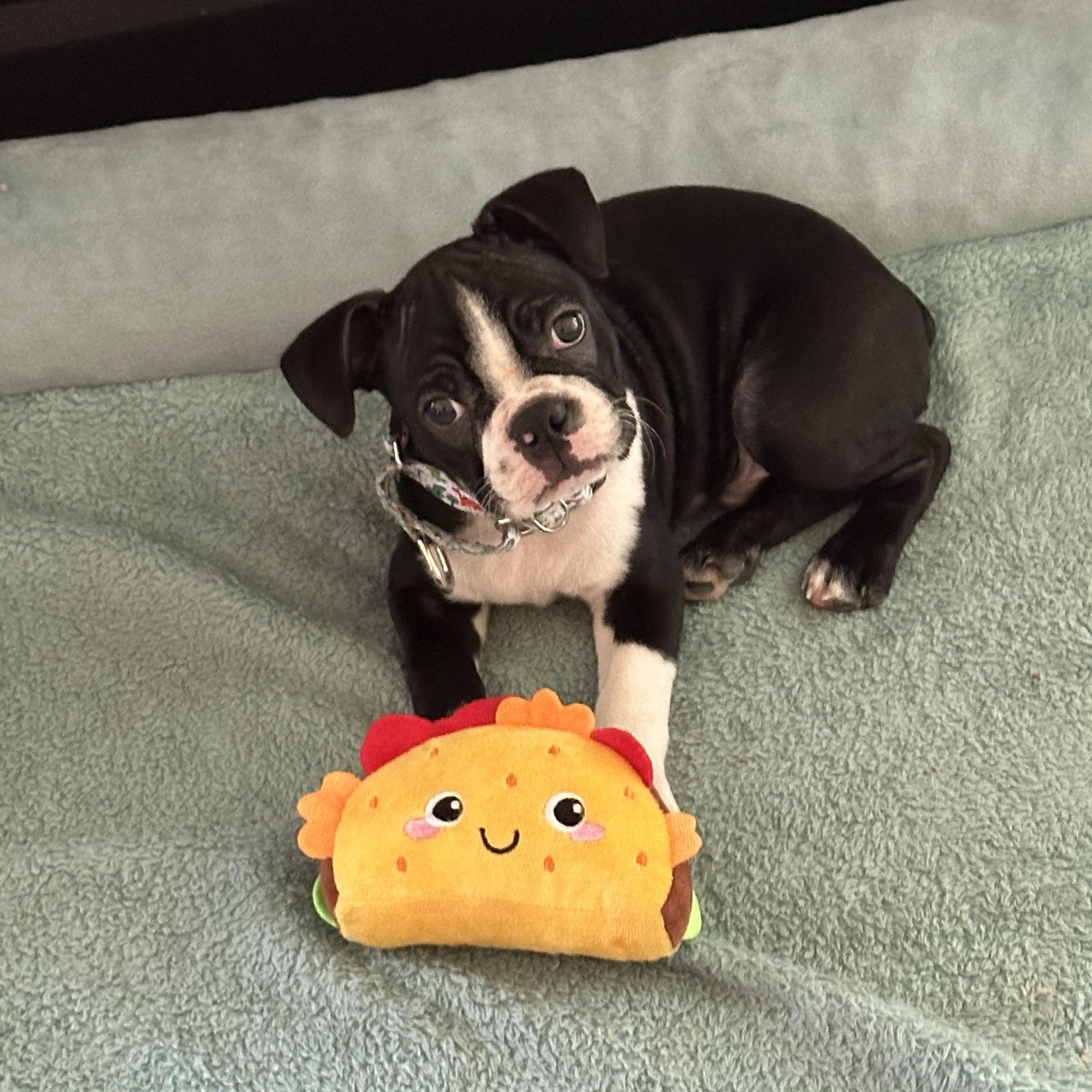 Winston, a Adopted Boston Terrier in Akron, NY image 5/5