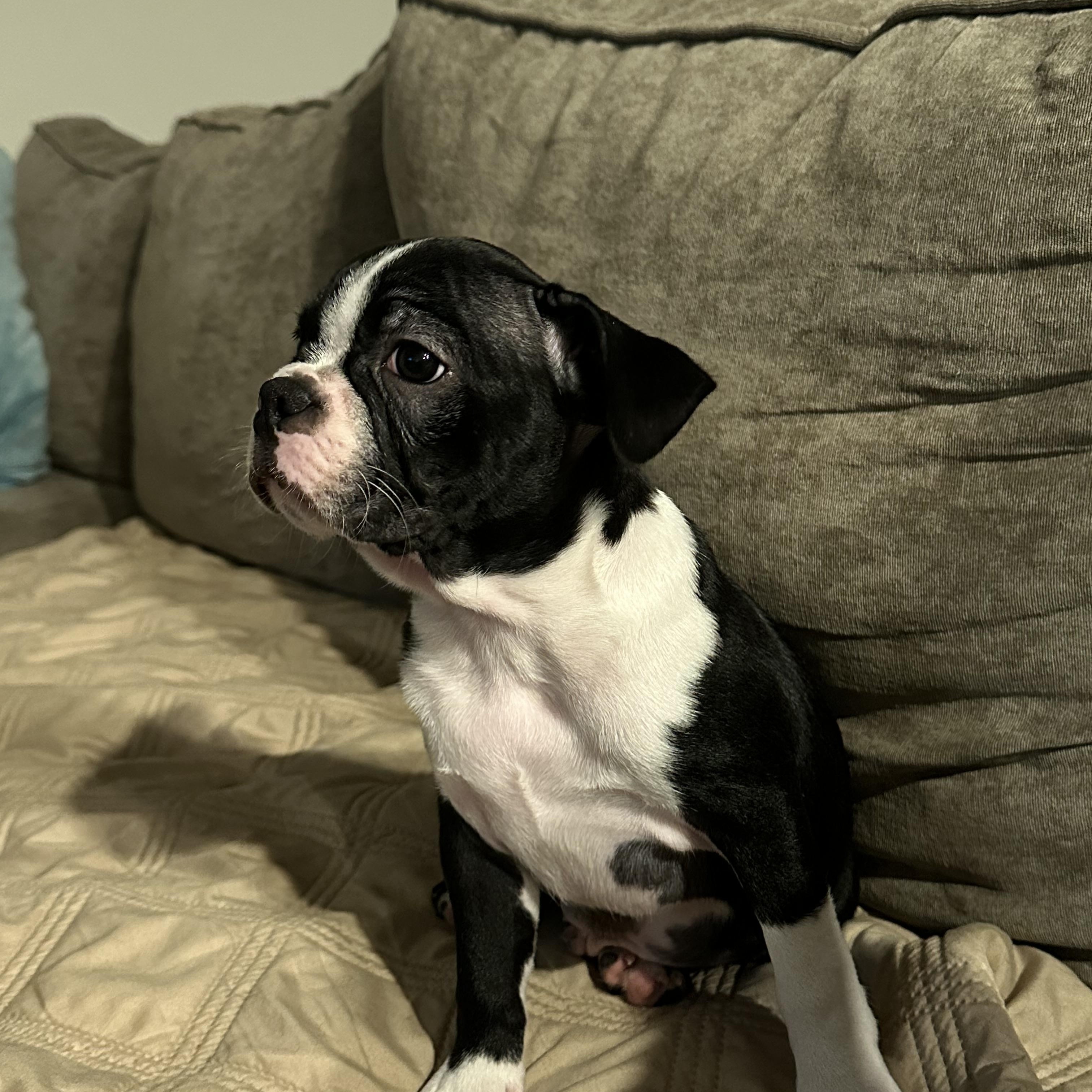 Winston, a Adopted Boston Terrier in Akron, NY image 2/5