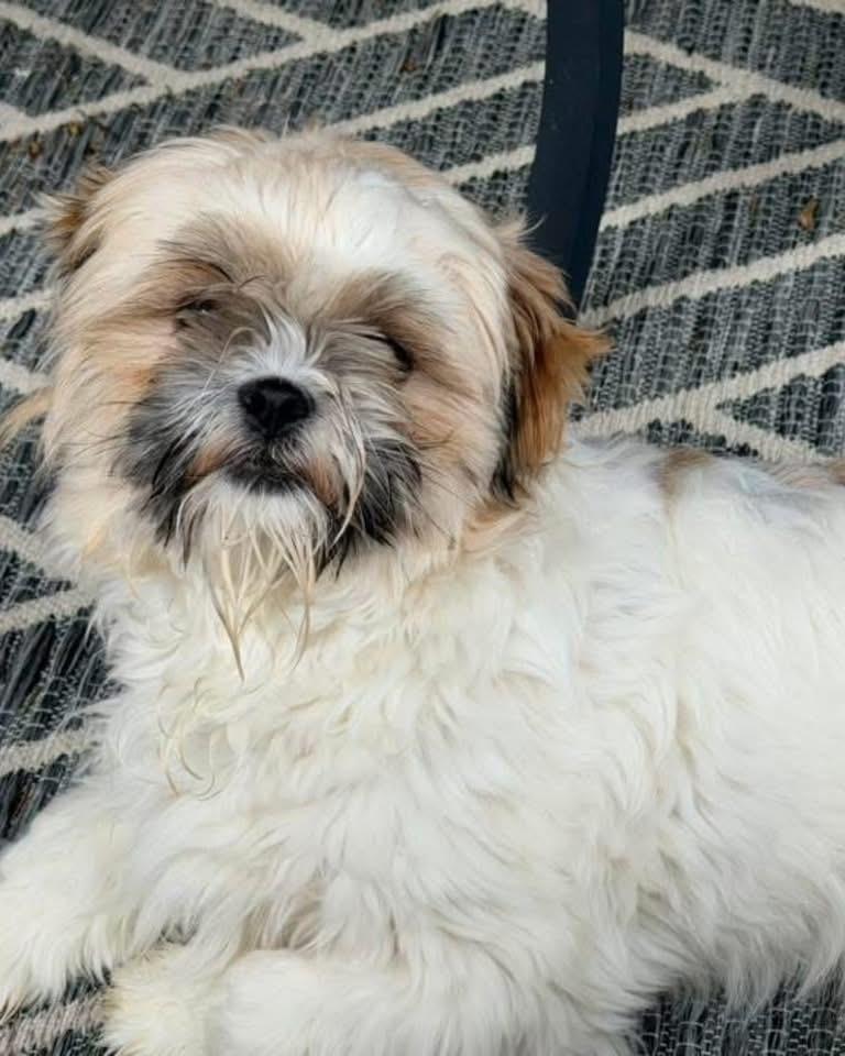 Enlarge Roxie, a Adoptable Shih Tzu in Grove City, OH image 1/3