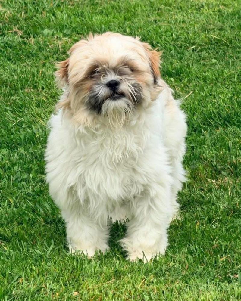 Enlarge Roxie, a Adoptable Shih Tzu in Grove City, OH image 2/3