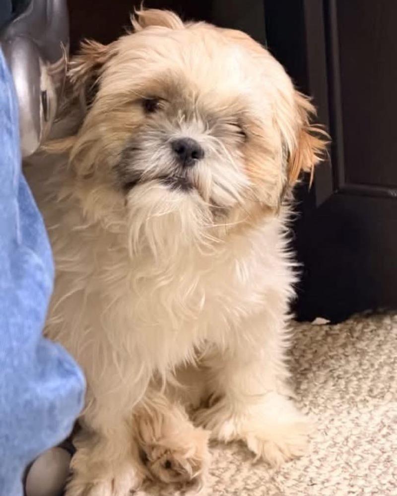 Enlarge Roxie, a Adoptable Shih Tzu in Grove City, OH image 3/3