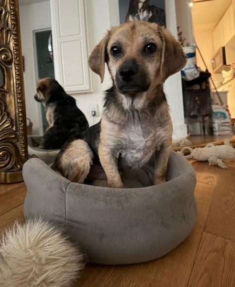 Nathaniel, Adoptable, Puppy Male Spaniel & Beagle.