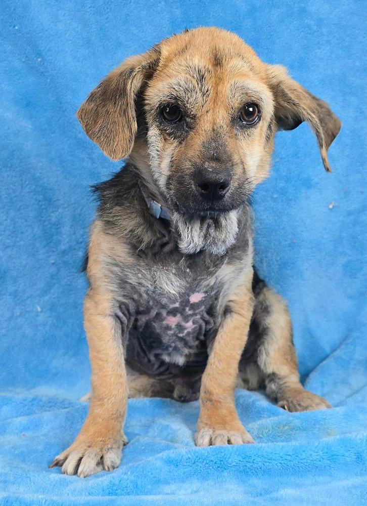 Nathaniel, Adoptable, Puppy Male Spaniel & Beagle.