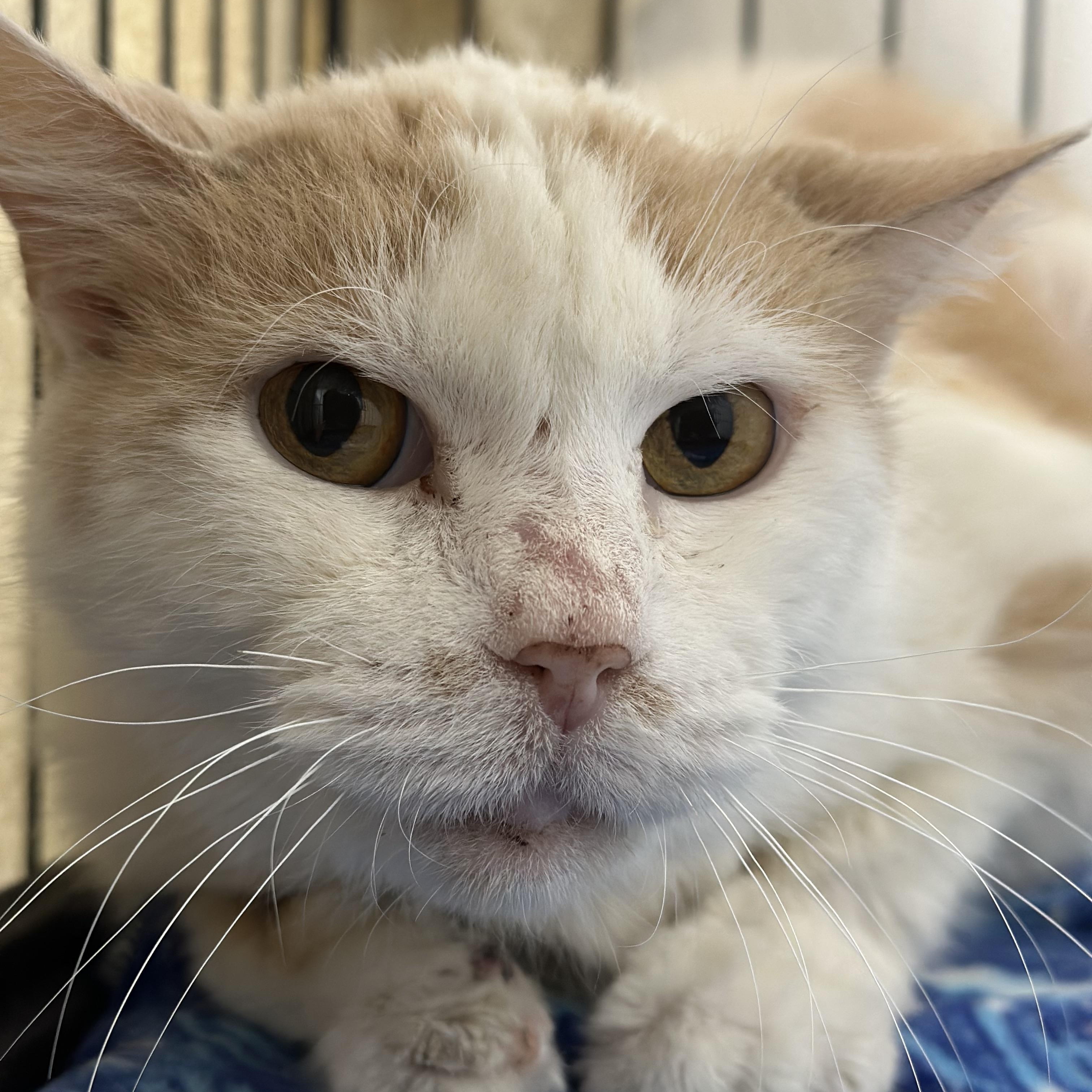 Jack, Senior Male unknown