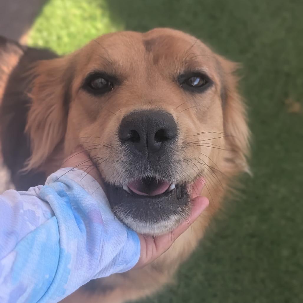 Enlarge Miller (female)-In Foster, a Adoptable Mixed Breed in Alabaster, AL image 1/6