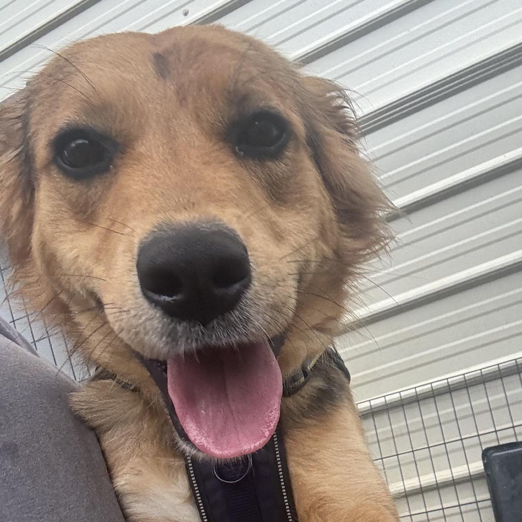Enlarge Miller (female)-In Foster, a Adoptable Mixed Breed in Alabaster, AL image 2/6