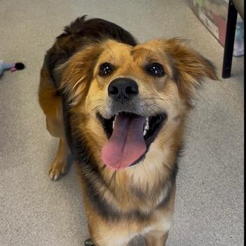Enlarge Miller (female)-In Foster, a Adoptable Mixed Breed in Alabaster, AL image 3/6