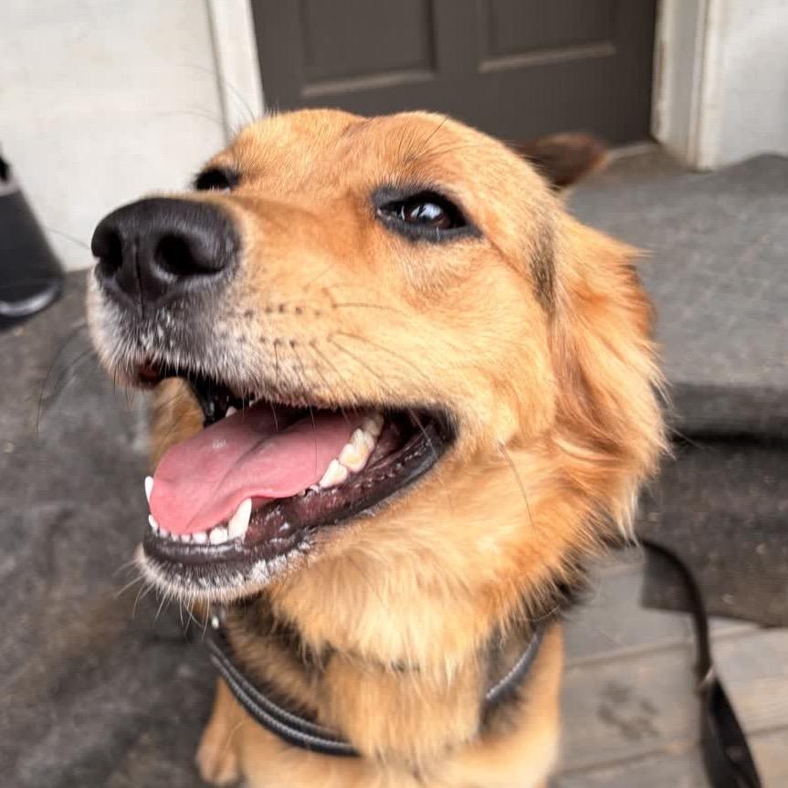 Enlarge Miller (female)-In Foster, a Adoptable Mixed Breed in Alabaster, AL image 5/6