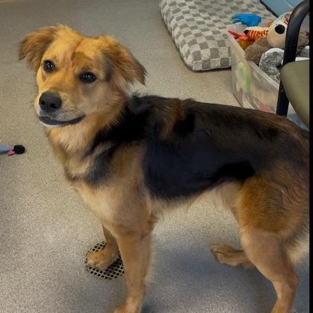 Enlarge Miller (female)-In Foster, a Adoptable Mixed Breed in Alabaster, AL image 6/6