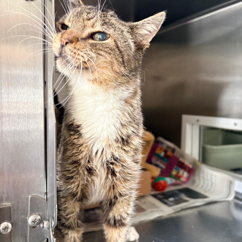 Gummy Bear, Adoptable, Adult Female Domestic Short Hair.