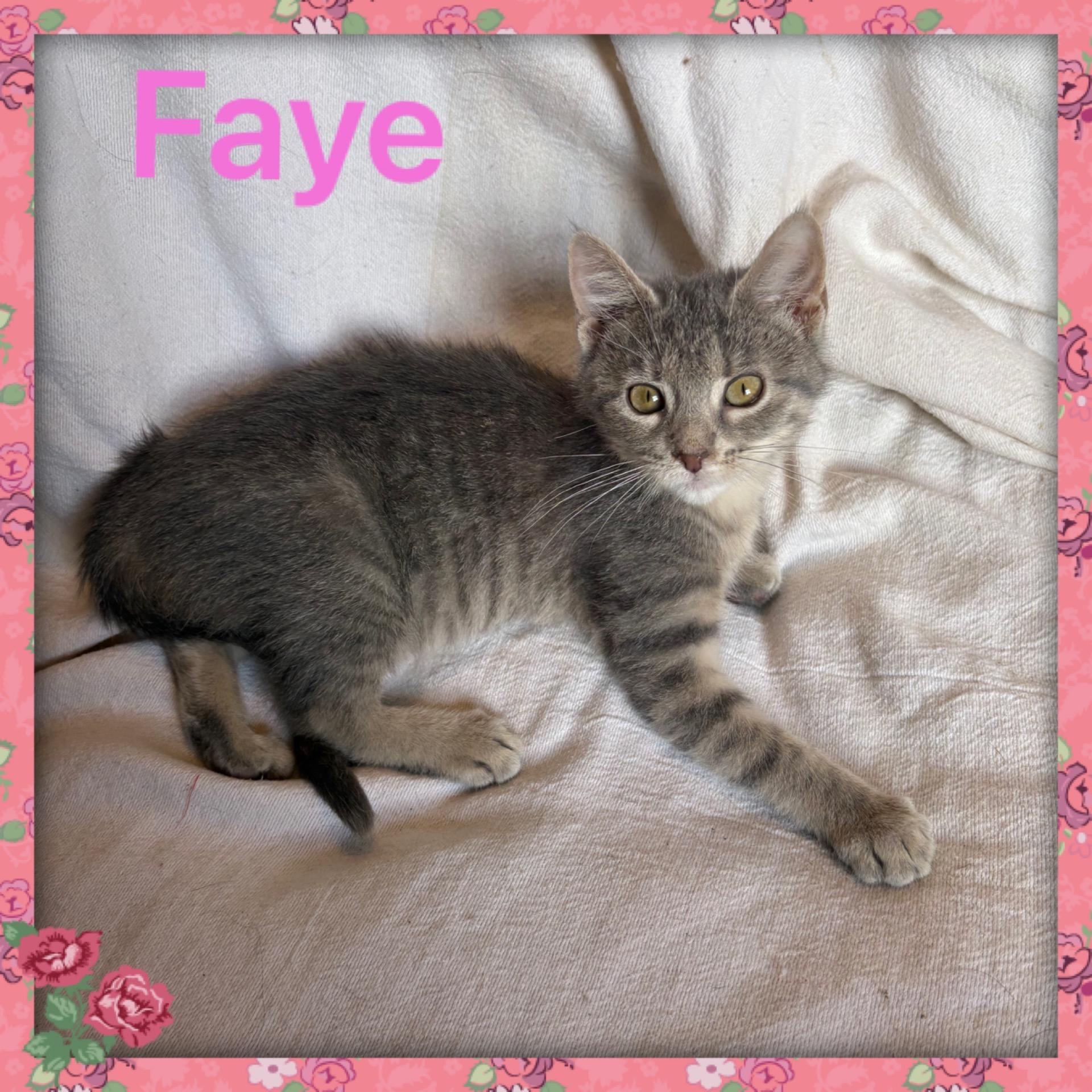 Enlarge Faye, a ADOPTABLE Tabby in Lebanon, MO image 1/1