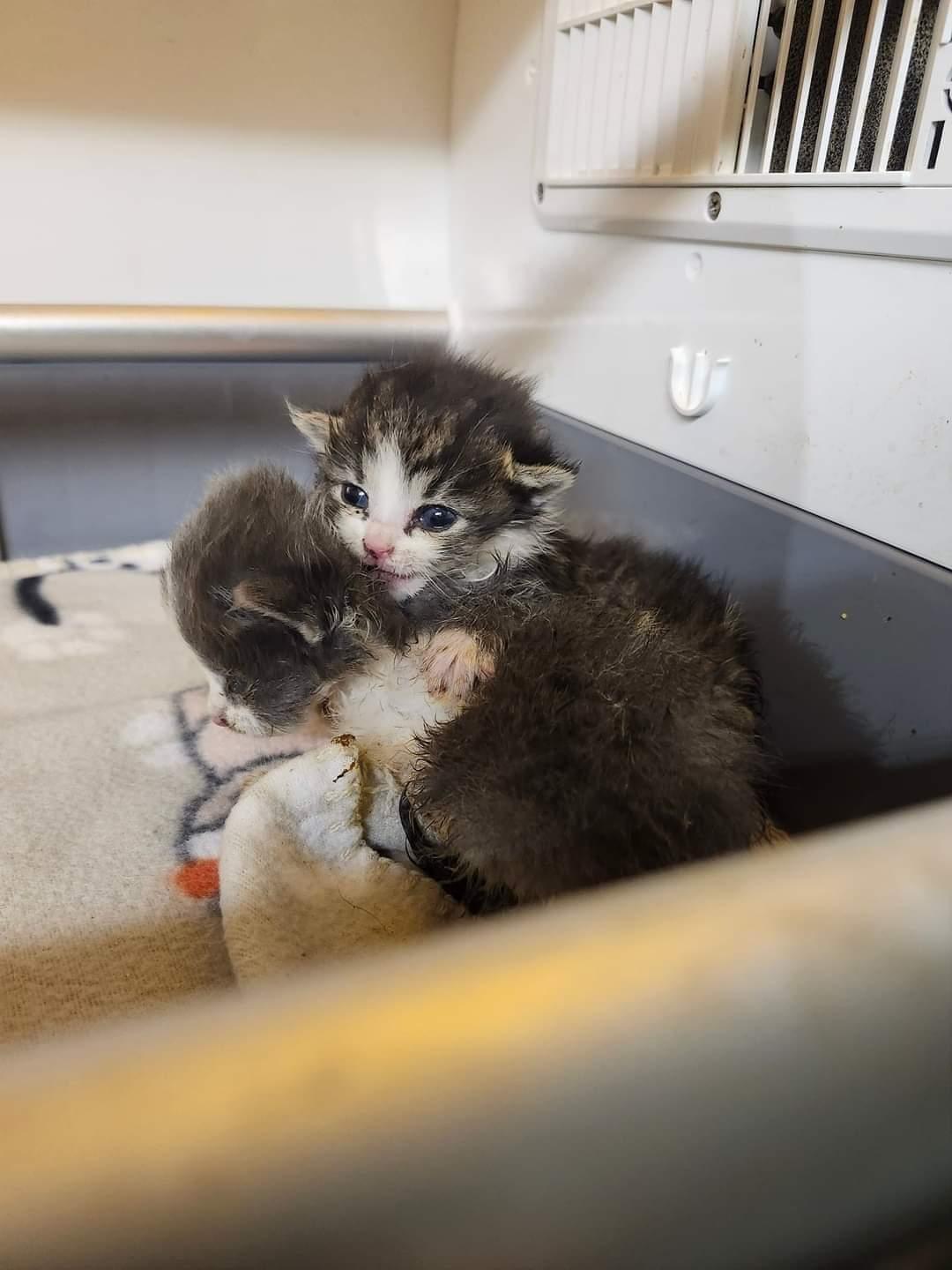 Arya & Sansa, a Adoptable Domestic Short Hair in Cosby, TN image 5/5