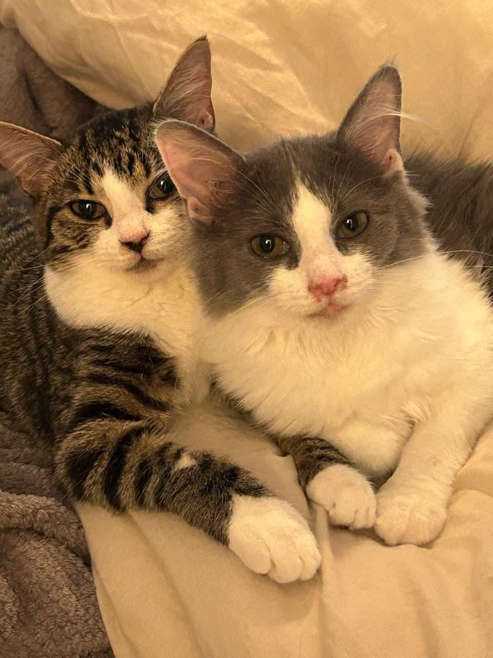 Arya & Sansa, a Adoptable Domestic Short Hair in Cosby, TN image 3/5