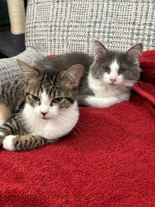 Arya & Sansa, a Adoptable Domestic Short Hair in Cosby, TN image 4/5