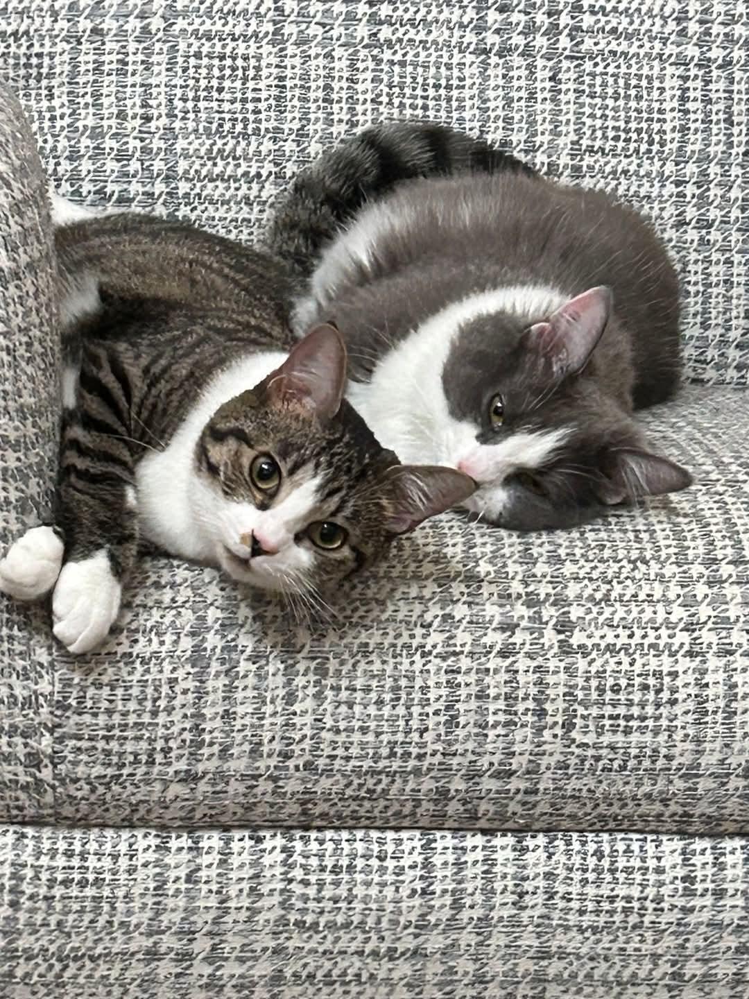 Arya & Sansa, a Adoptable Domestic Short Hair in Cosby, TN image 1/5