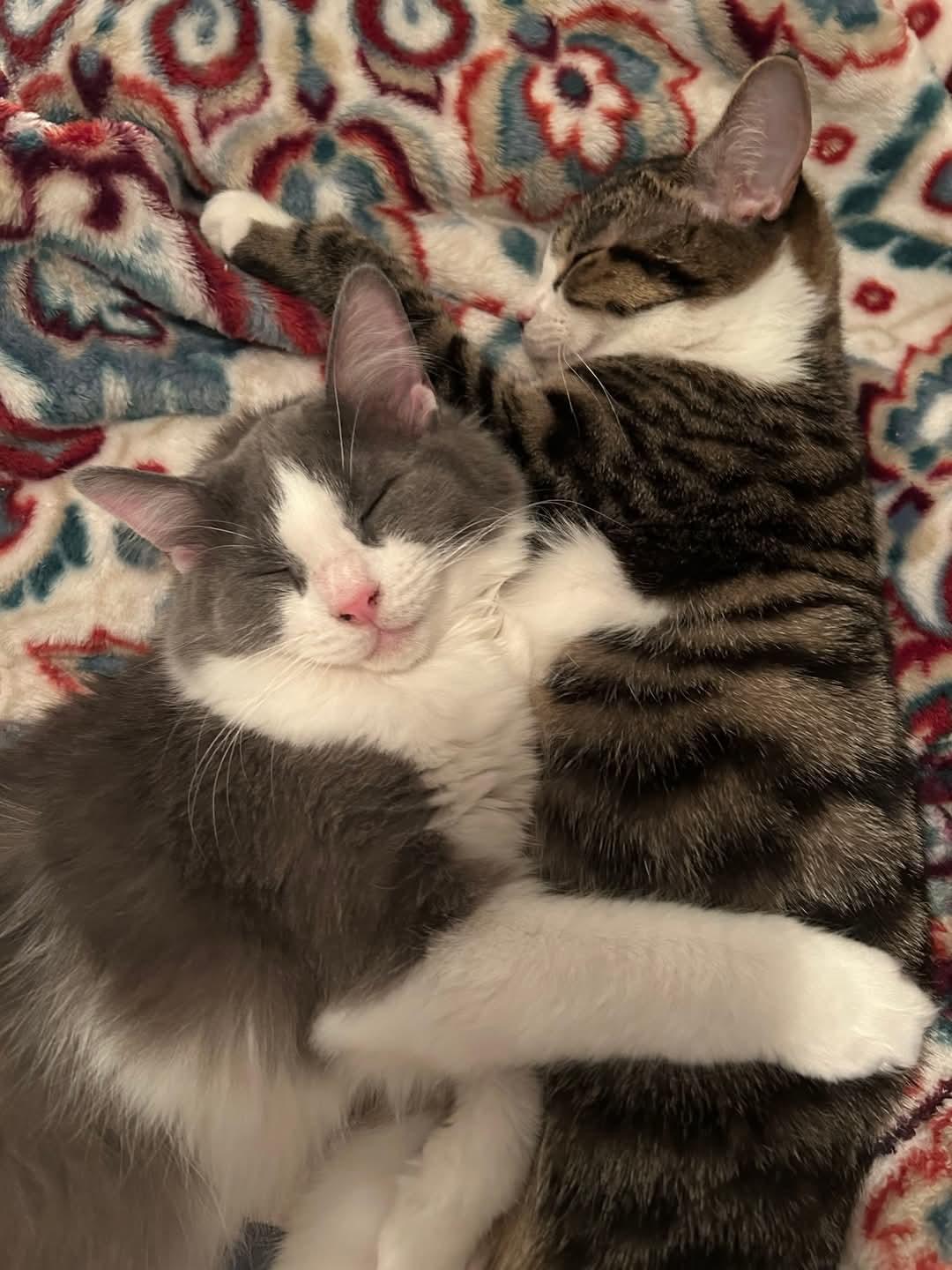 Arya & Sansa, a Adoptable Domestic Short Hair in Cosby, TN image 2/5