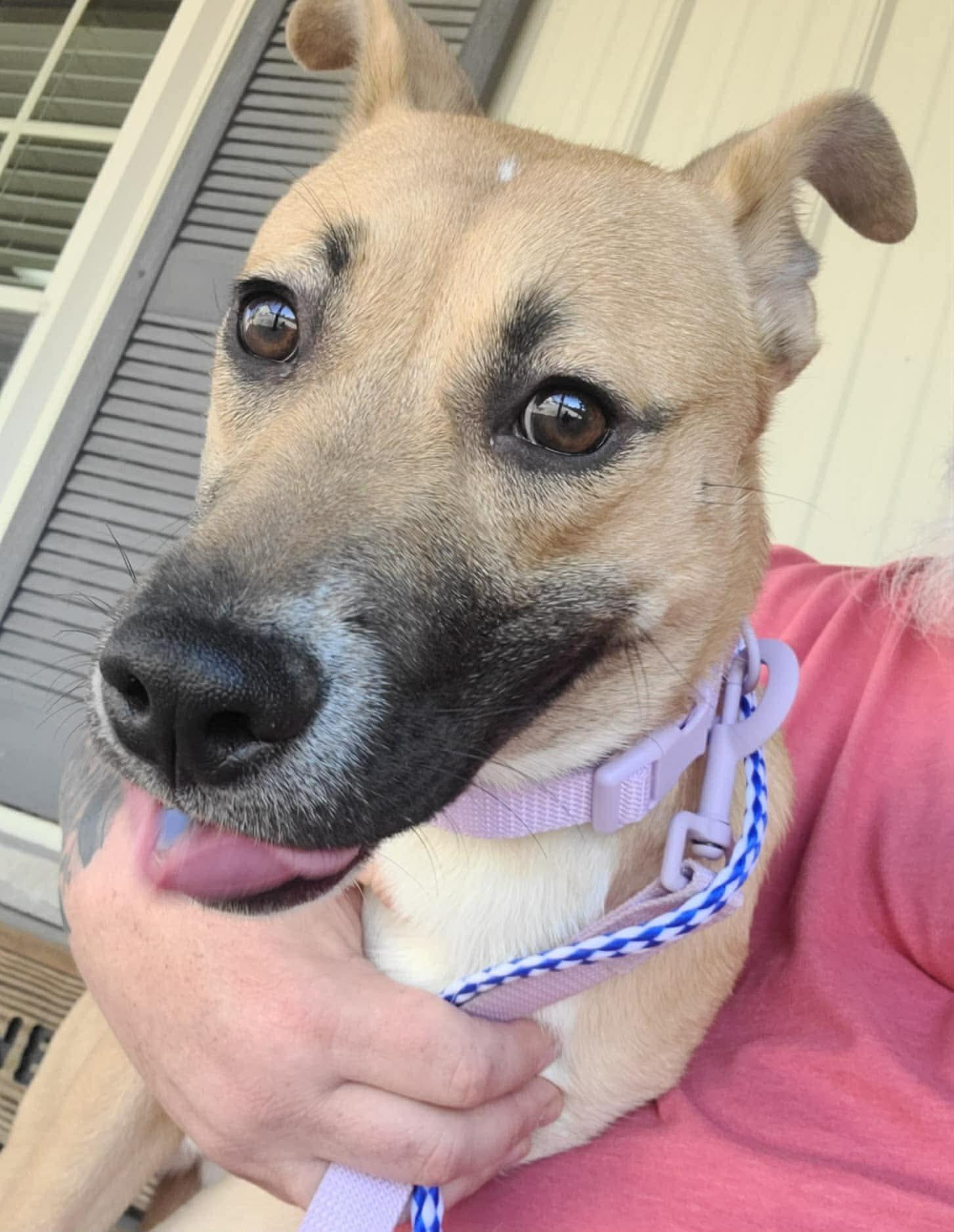 Enlarge Lizzie, a ADOPTABLE mixed breed in St. Clairsville, OH image 2/5