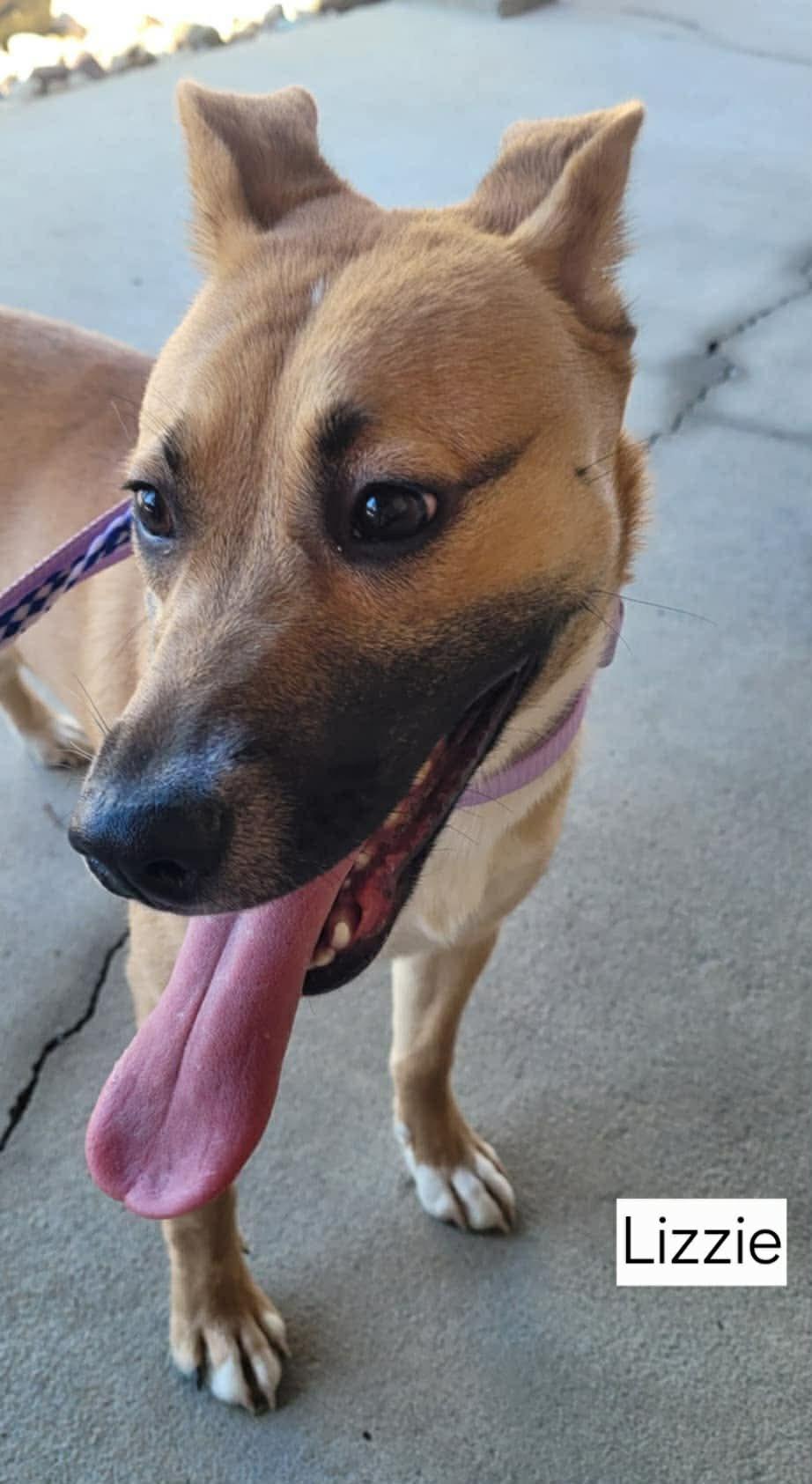 Enlarge Lizzie, a ADOPTABLE mixed breed in St. Clairsville, OH image 4/5