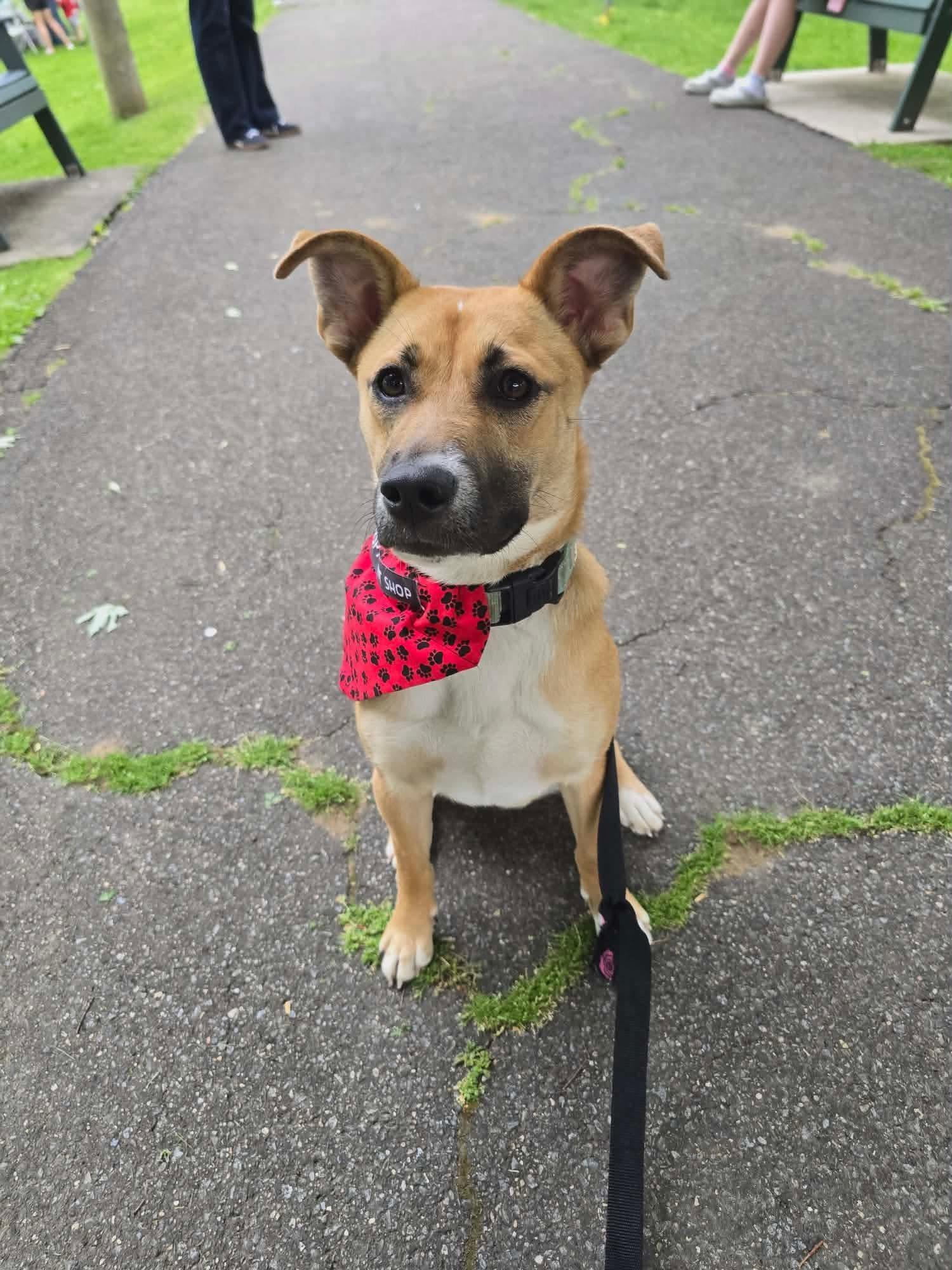 Enlarge Lizzie, a ADOPTABLE mixed breed in St. Clairsville, OH image 2/5