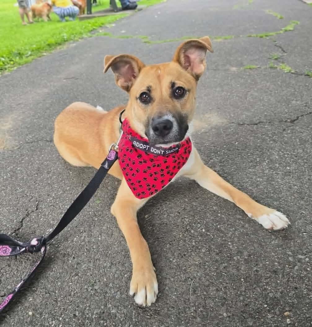 Lizzie, ADOPTABLE, Young Female Husky & Corgi.